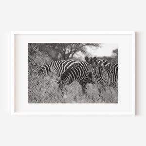 A group of zebras moving through tall grass in the Serengeti, with one zebra pausing to look directly at the camera. Fine art wildlife photograph.