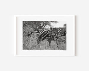 A group of zebras moving through tall grass in the Serengeti, with one zebra pausing to look directly at the camera. Fine art wildlife photograph.