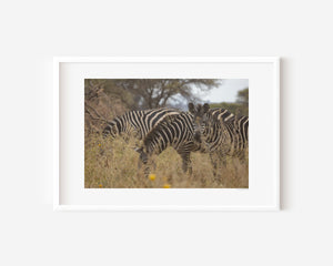 A group of zebras moving through tall grass in the Serengeti, with one zebra pausing to look directly at the camera. Fine art wildlife photograph.