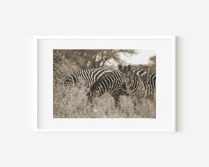 A group of zebras moving through tall grass in the Serengeti, with one zebra pausing to look directly at the camera. Fine art wildlife photograph.